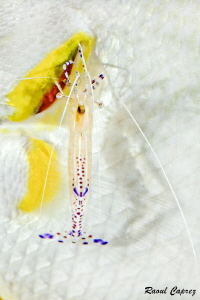 Shrimp and its shadow at work on a butterfly fish by Raoul Caprez 